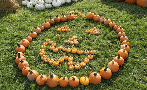 A photo of a 'happy face' made with pumpkins fo various sizes by the team at Fallowfield Tree Farm