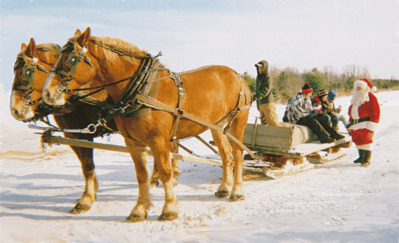 Photo of two, hearty Fallowfield Tree Farm draw horses, getting ready to take a family AND Santa on an exciting winter sleigh ride