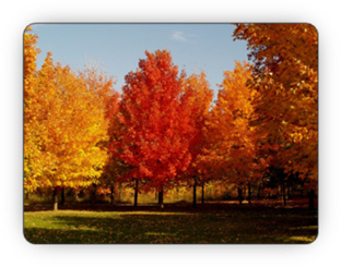 Beautiful stand of leafy deciduous trees in the Fall - Fallowfield Tree Farm - 613-720-3451