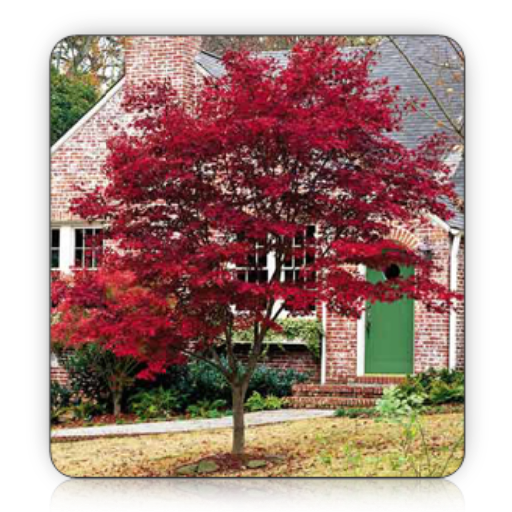 Front Yard Tree