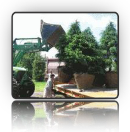 Placing mature coniferous trees with healthy root balls on a flat bed for delivery using our tree scoop/bucket tractor - Fallowfield Tree Farm - 613-720-3451