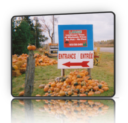 Fallowfield Tree Farm - In the Fall, we always have tons and tons of pumpkins of all sizes - Fallowfield Tree Farm 613.720.3451