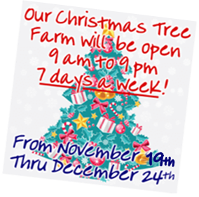 Color graphic announcing the Christmas Tree Farm will be opening November 19, 2021 at Fallowfield Tree Farm