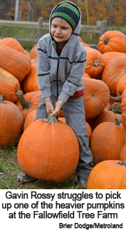 Photo of Gavin Rossy lifting oone of the heavier pumpkins at Fallowfield Tree Farm (photo credit - Brier Dodge/Metroland