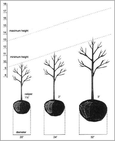 Illustration of how to 'size' a tree