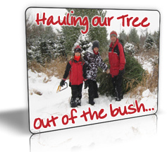 Photo of kids having fun dragging the Christmas tree they've just cut out of the snowy bush - at Fallowfield Tree Farm - Stittsville, Ontario - 613.723.3451