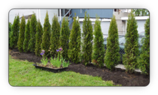 Newly planted hedge, using 'hedge cedars from Fallowfield Tree Farm p 613-720-3451