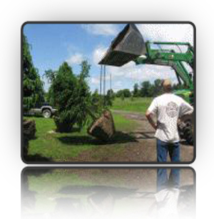 Hoisting a mature coniferous tree with rootball to plant it, using our tree scoop/bucket tractor - Fallowfield Tree Farm - 613-720-3451