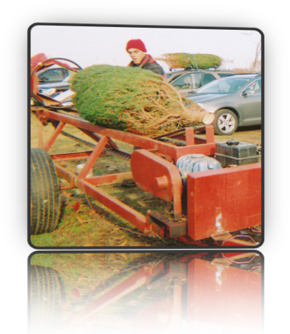 Photo of Fallowfield Christmas Tree Farm owner, Kenny Stuyt, baling a Christmas Tree to make the journey home with it, that much easier